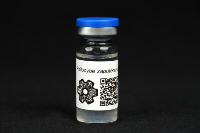 Psilocybe zapotecorum