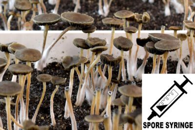 Panaeolus bisporus