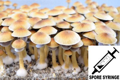 Pink Buffalo cubensis