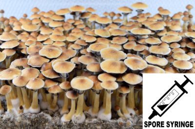 PE#6 cubensis