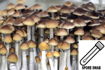 A Strain Swab