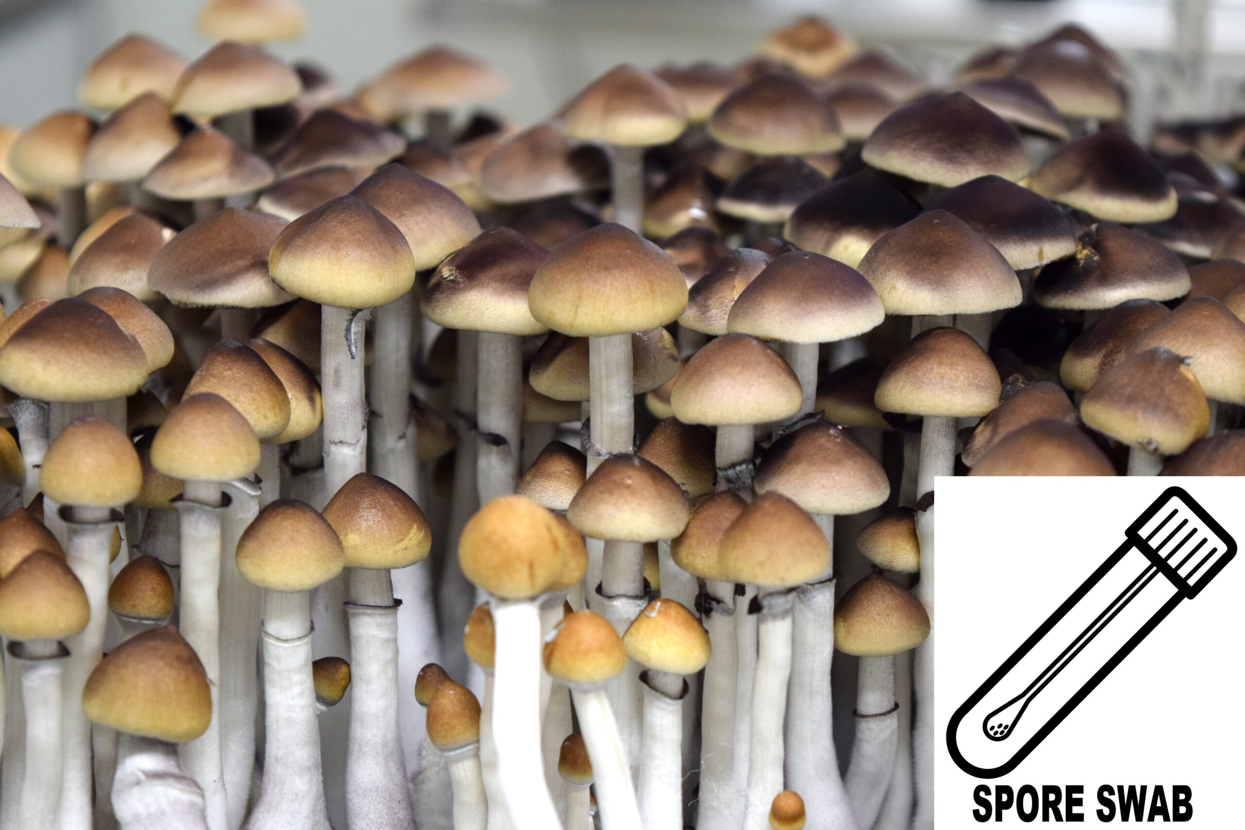 A Strain Swab