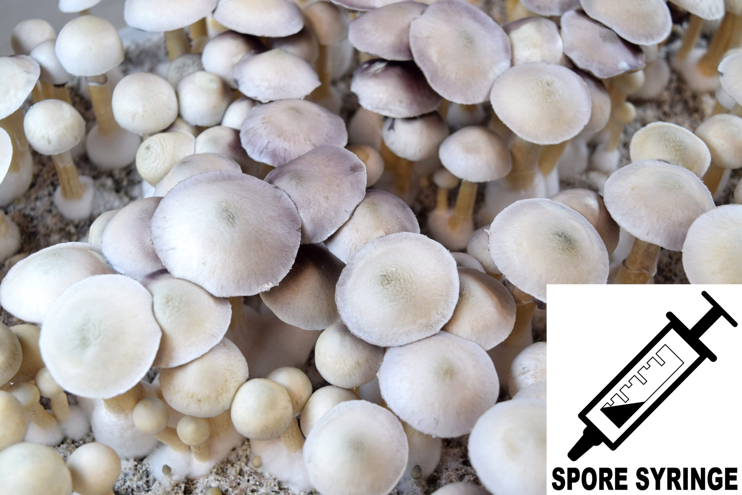 Albino A+ Ps. cubensis
