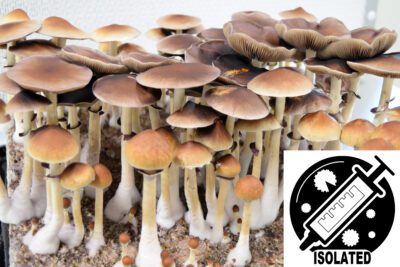 B+ Strain