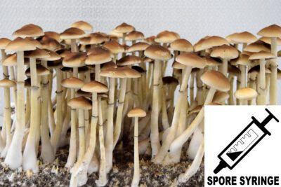 CRS Rust Spore