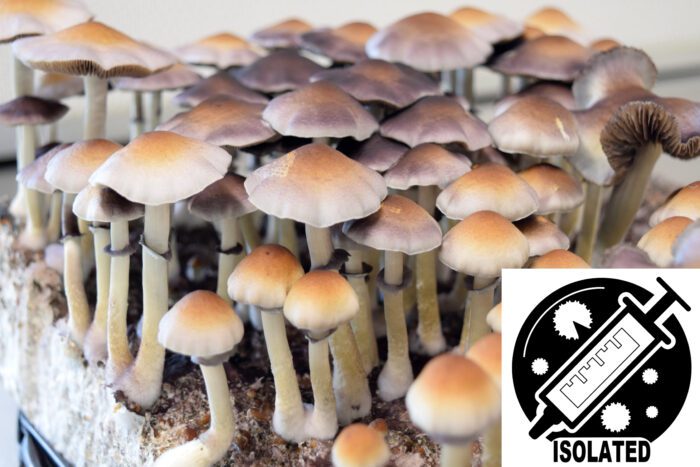Psilocybe ochraceocentrata