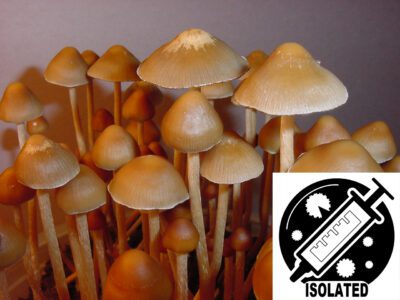 Psilocybe mexicana Strain-A