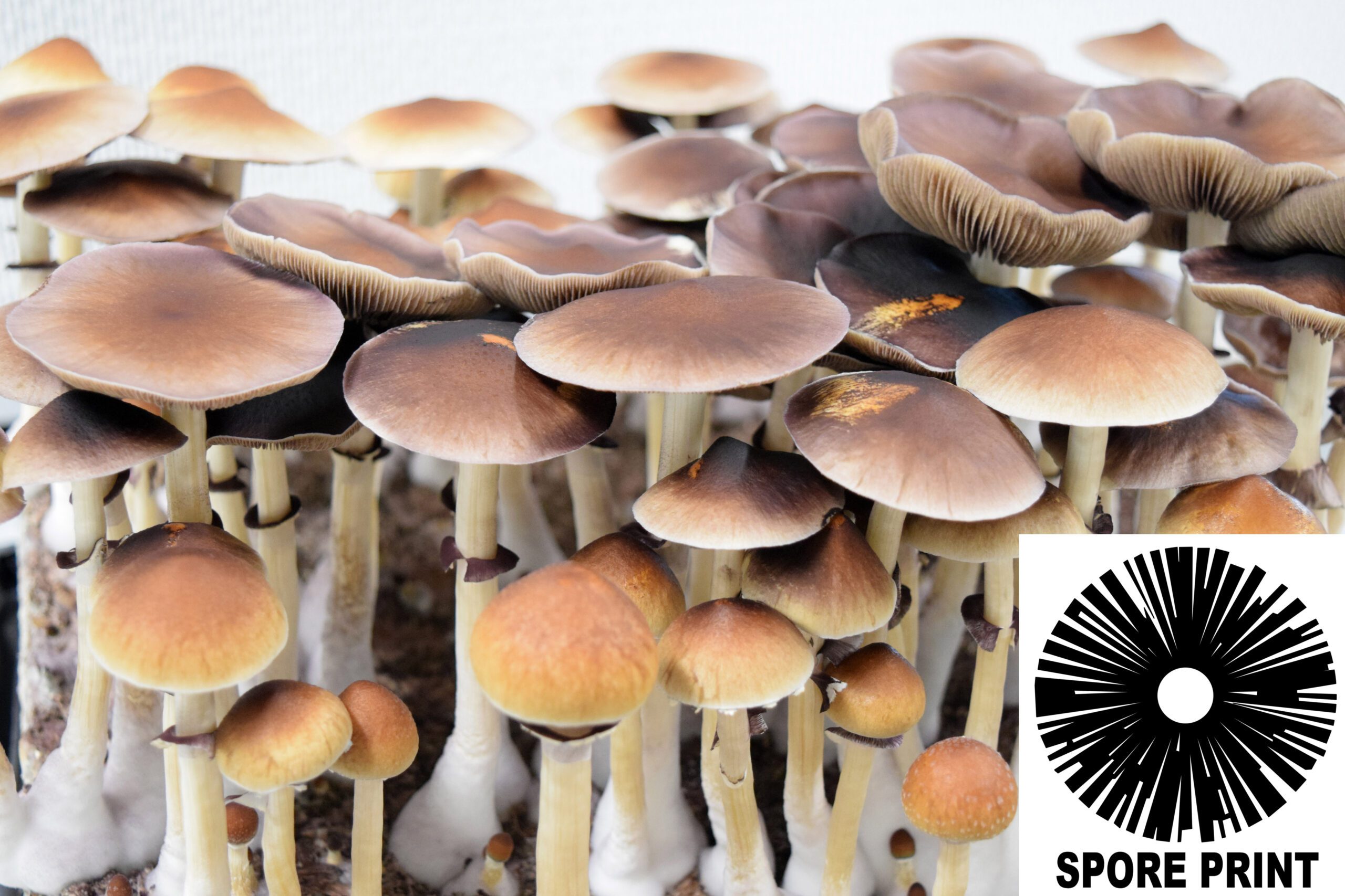 B+ Spore Print