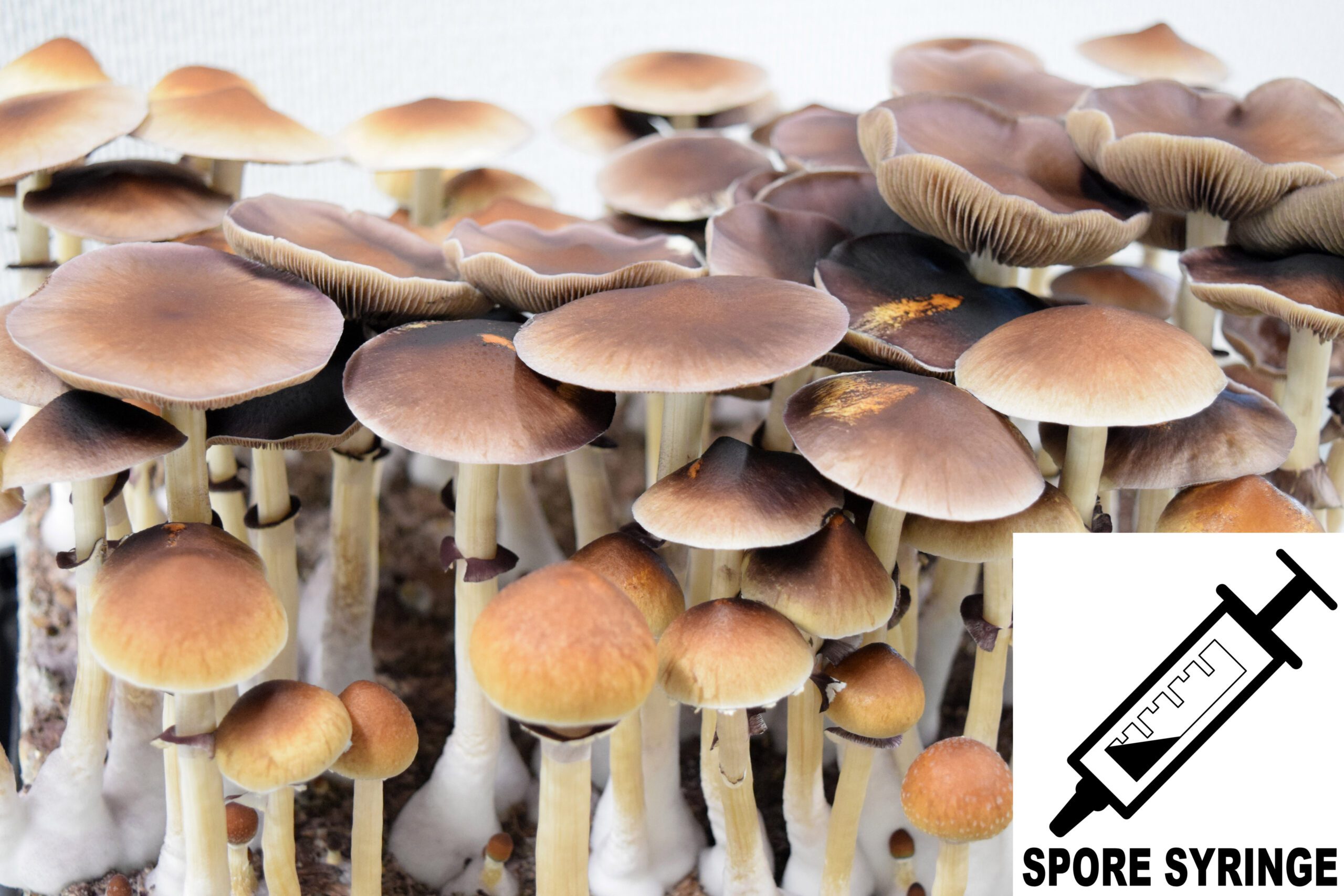 B+ cubensis