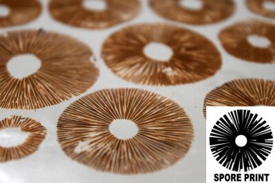 Colombia Rust Spore