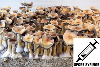 Oak Ridge cubensis