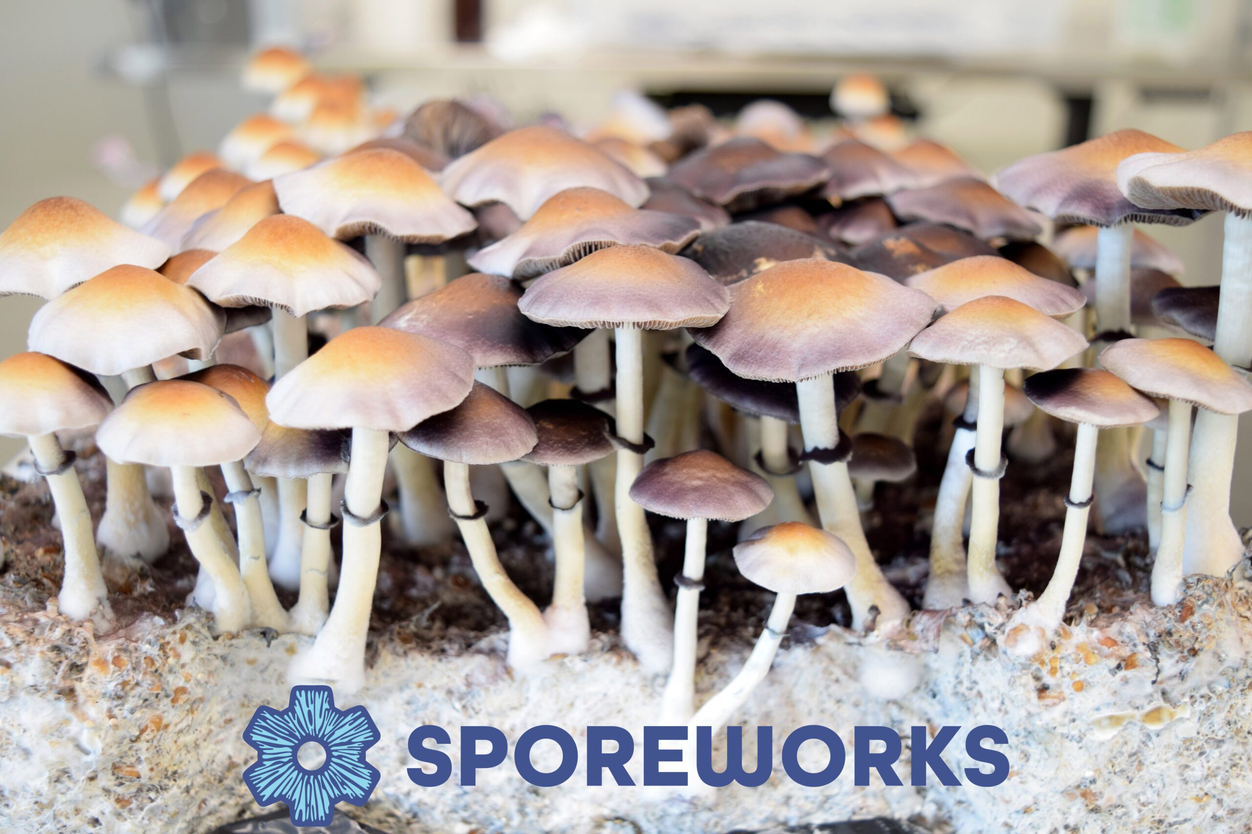Psilocybe ochraceocentrata : Natal Super Strain