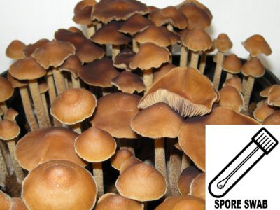 Ps. subtropicalis