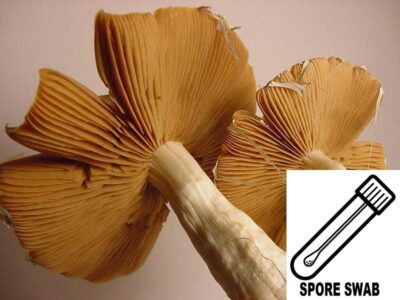 PF Redspore Swab