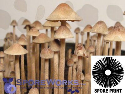 Psilocybe tampanensis