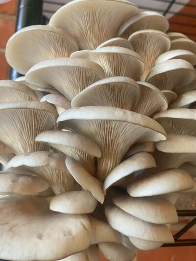 Oyster Mushroom Kit