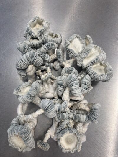Jack Frost 2.0