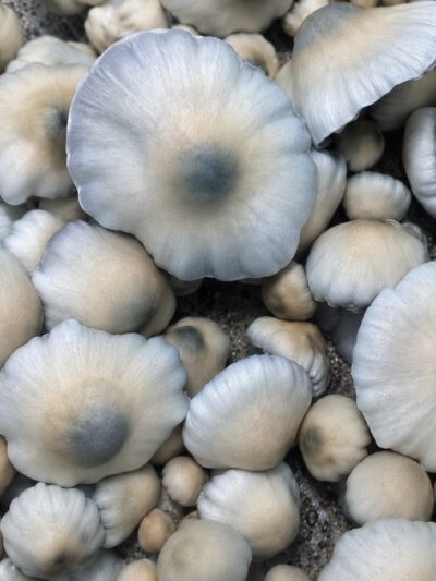 Blue Storm