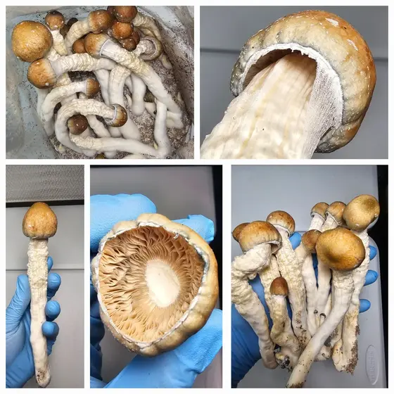 Melmak PE Research Plate by Fungus Frequency