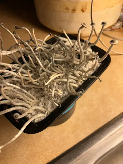 Aether Spore Swab Set by Mr Rogers Labz llc