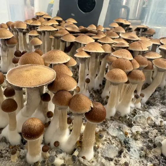Maui Wowie by Sonoran Spores