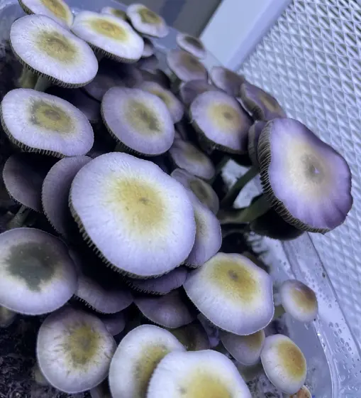 Green cap Nats by TecheGenetics
