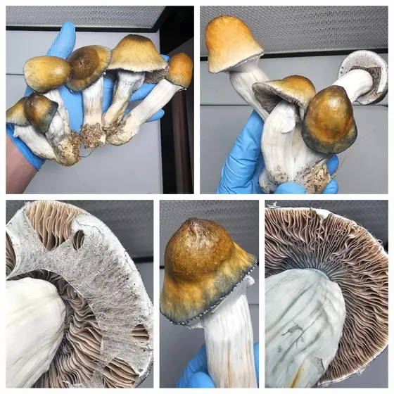 Full Metal APE Research Plate by Fungus Frequency