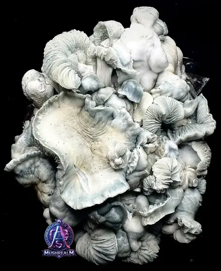 BLUE VOODOO - Isolated Spore Syringe