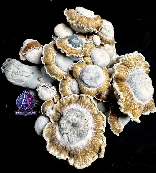 El Toque f2 (El Choco x Toque f8) - Isolated Spore Syringe