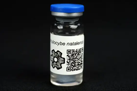 Psilocybe natalensis : MycoTrue(TM) Isolate Vial by Sporeworks