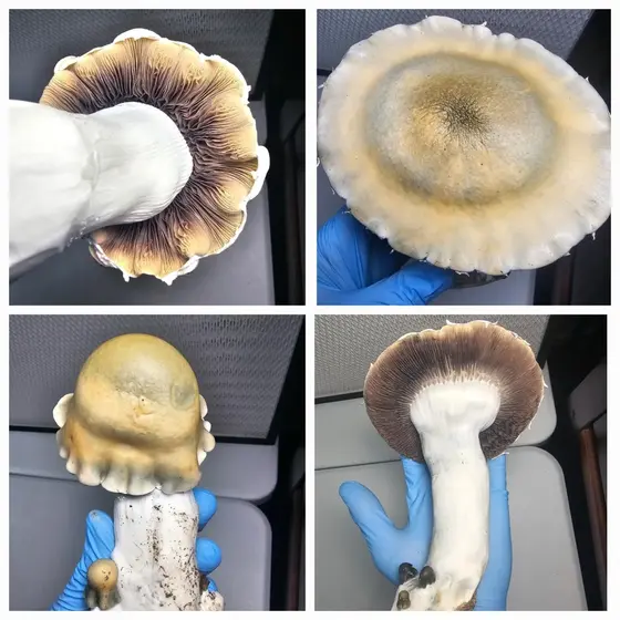 Choda Research Plate