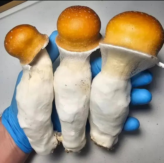 Pumpkin Monkey Business Research Plate by Fungus Frequency