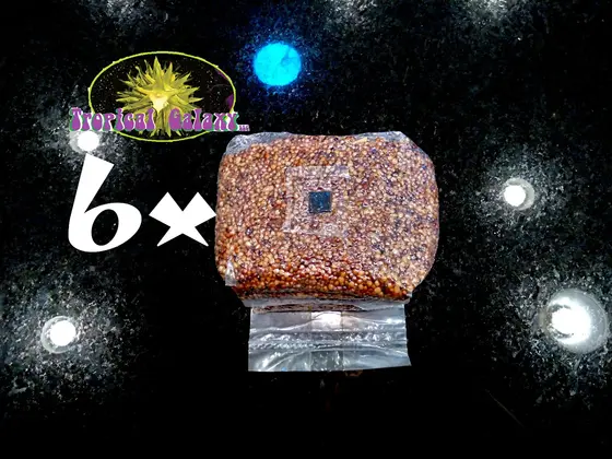 6x Sterilized Mushroom Grain Bags , 24lbs Total