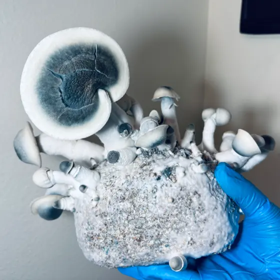 BXtra by Sonoran Spores