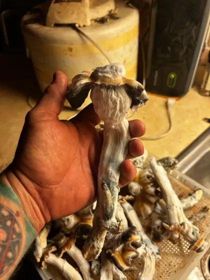 Toque F12 Spore Swab Set by Mr Rogers Labz llc