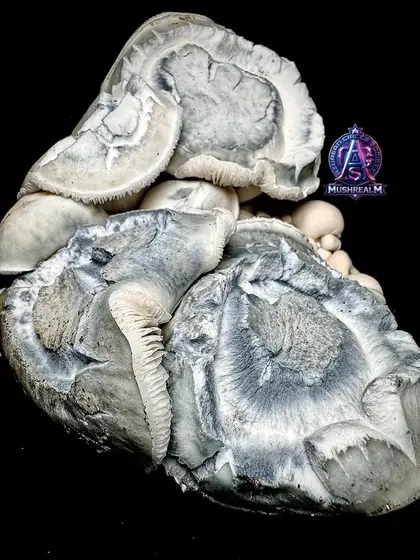 Iceberg Clam 456 - Isolated Spore Syringe