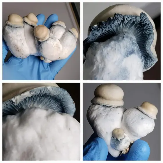 Albino Chodewave Research Plate