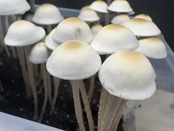 Night Cap Spore Print