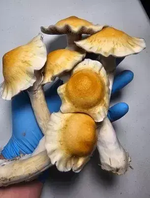 Hillbilly Research Plate by Fungus Frequency