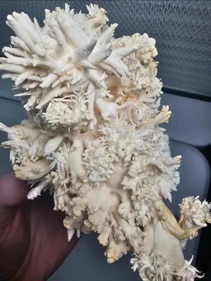Coral Tooth Fungus (Hericium Coralloides) Culture Plate