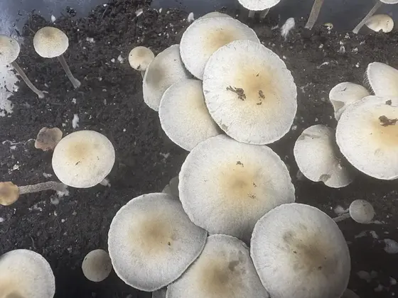 Laos Pan Cyan Spore Print by White Rabbit Myco