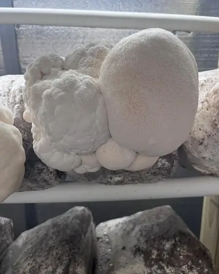 Lions Mane - Lion's Paw (Hericium erinaceus)