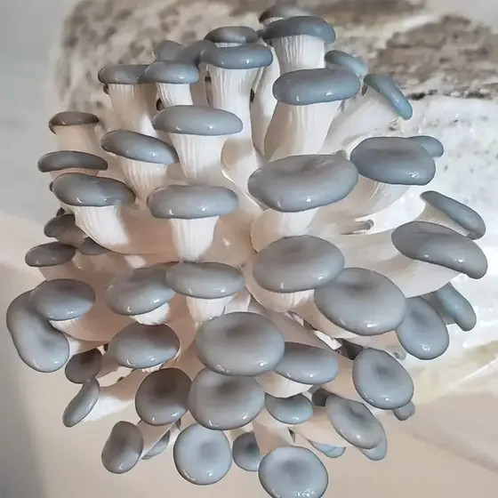 Blue Oyster (Pleurotus Columbinus) Culture Plate