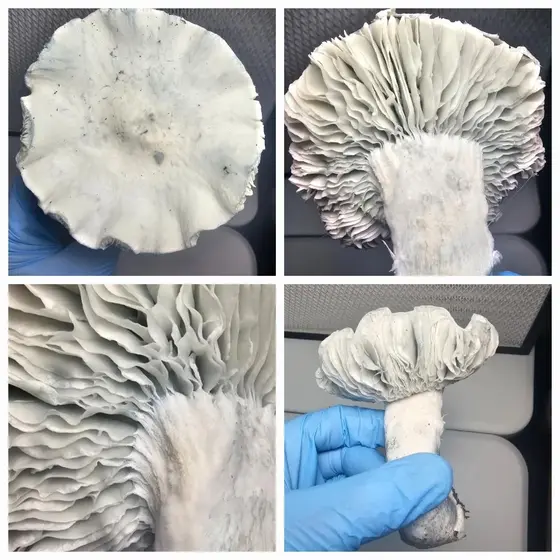 Albino Penis Envy (APE) King Research Plate