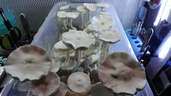 Albino Chodewave by TecheGenetics