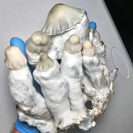 Doppelganger Research Plate