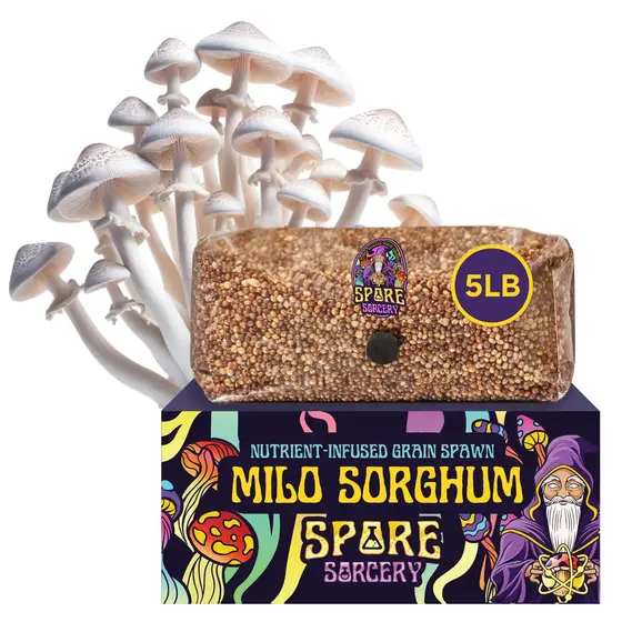 5lb Milo Sorghum Grain Spawn | FREE SHIPPING