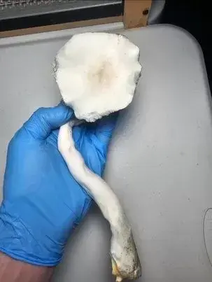 Albino Trinity Research Plate