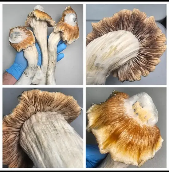 Toque Research Plate by Fungus Frequency