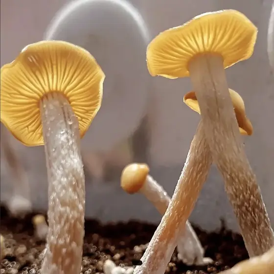 Psilocybe Subtropicalis "HVC" Swab Set
